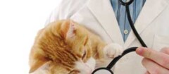 clinicas-veterinarias-brasilia-1481912533