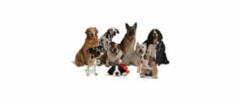 criadores-animais-brasilia-1481913424