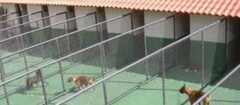 hotel-para-animais-brasilia-1481913575