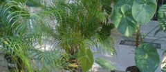plantas-ornamentais-brasilia-1482429024