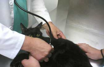 Clínica Veterinária São Bernardo - Foto 1