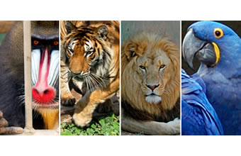 Jardim Zoológico de Brasília - Foto 1