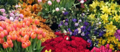 floricultura-brasilia-1484315361