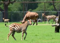 Zoológico de Brasília entrada gratuita mulheres