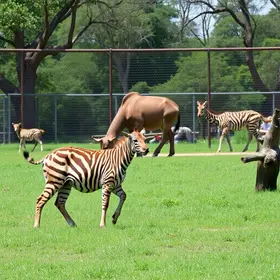 Zoológico de Brasília entrada gratuita mulheres