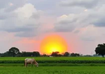 Outlook Agro Brasil
