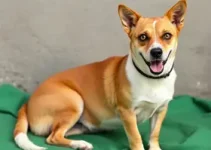 castração gratuita cães gatos