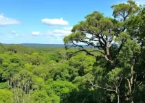 Cerrado